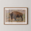 Vintage wildlife postcard print of a buffalo grazing against the open landscape of Yellowstone National Park. Printed as a giclée fine art print on archival matte paper.