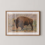 Vintage wildlife postcard print of a buffalo grazing against the open landscape of Yellowstone National Park. Printed as a giclée fine art print on archival matte paper.