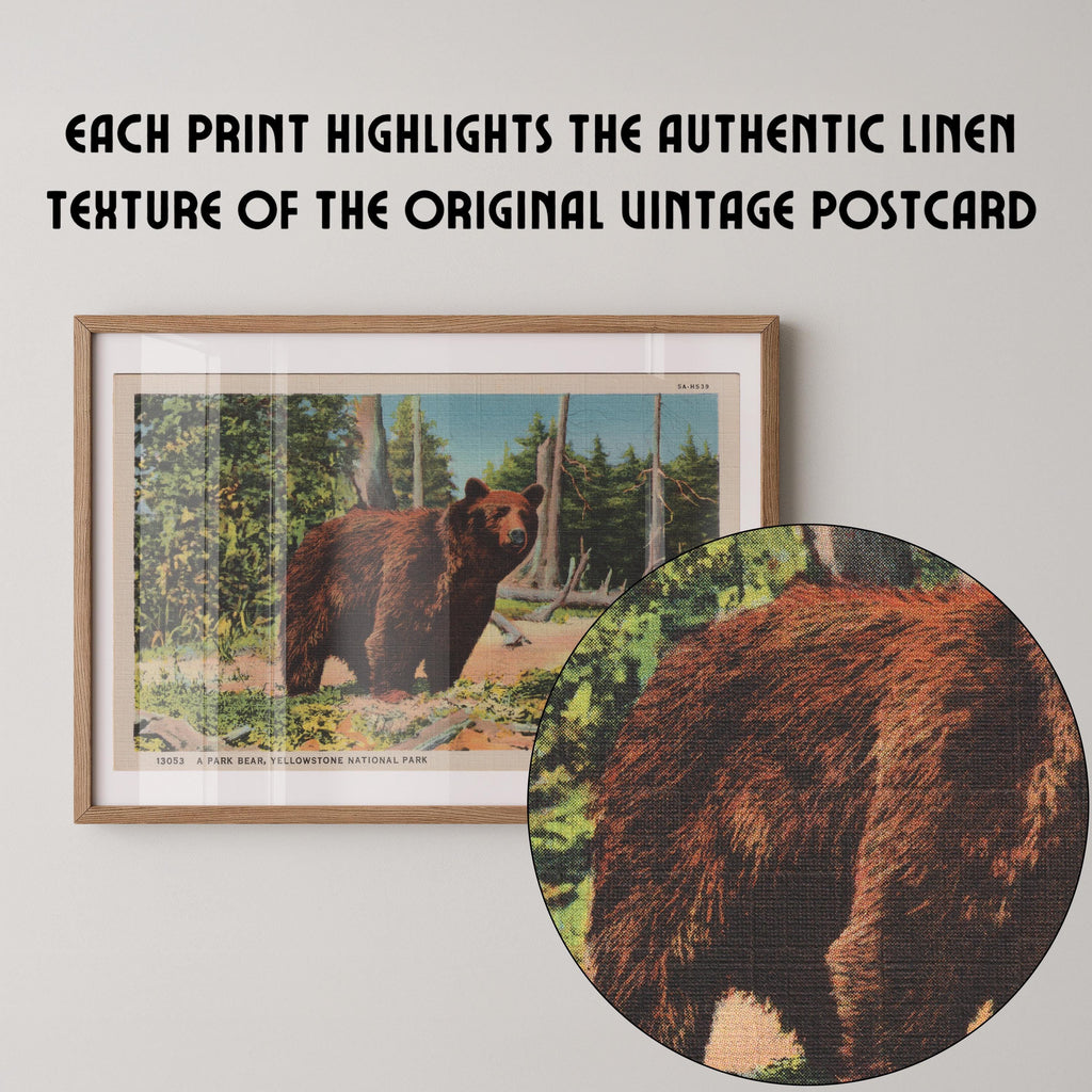 Vintage wildlife postcard print of a grizzly bear in a natural woodland setting. Printed as a giclée fine art print on archival matte paper.