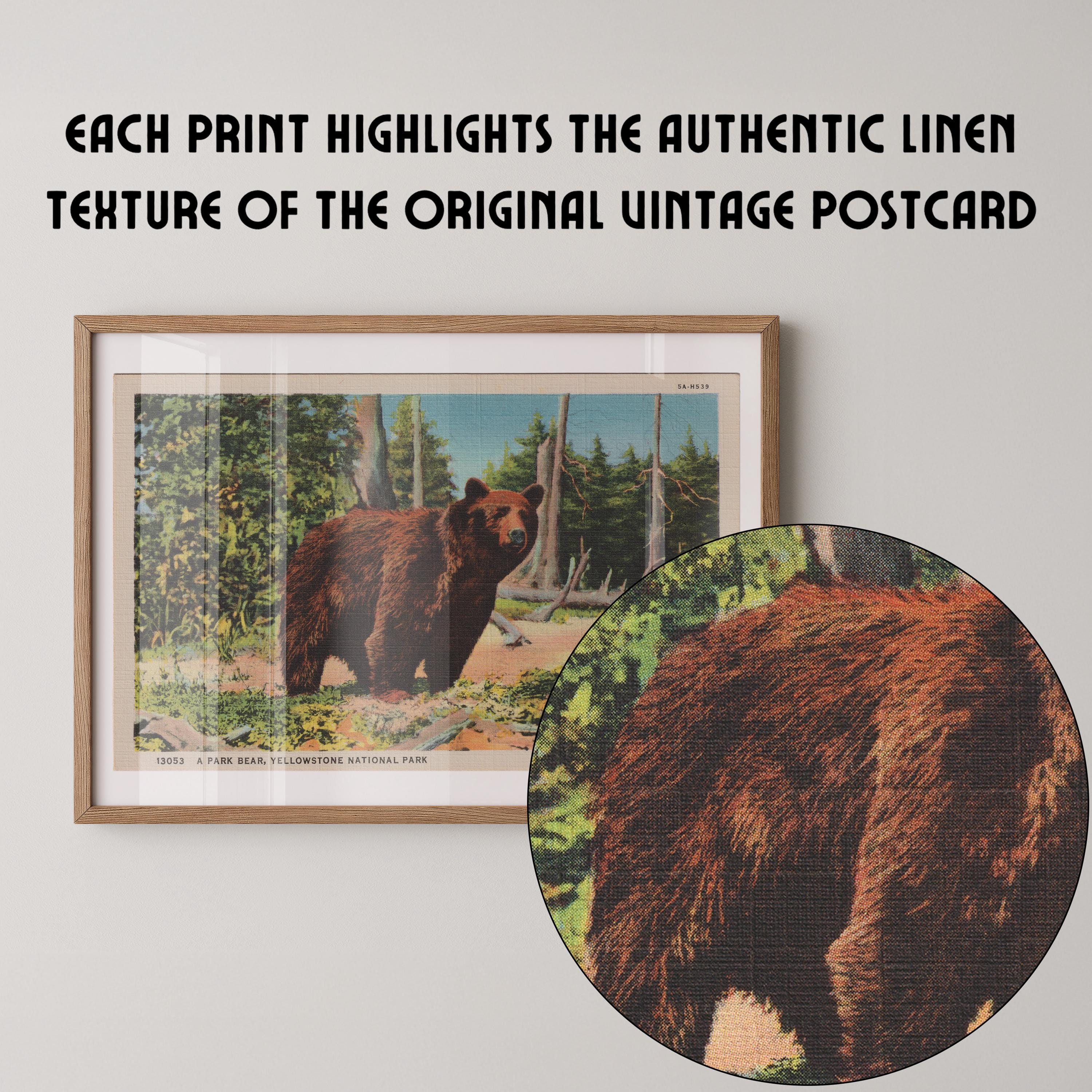 Vintage wildlife postcard print of a grizzly bear in a natural woodland setting. Printed as a giclée fine art print on archival matte paper.