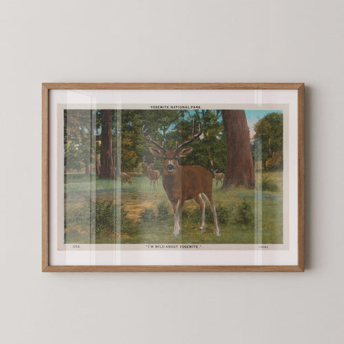 Vintage wildlife illustration postcard print of a deer standing alert among tall trees in a wooded forest scene. Printed as a giclée fine art print on archival matte paper.