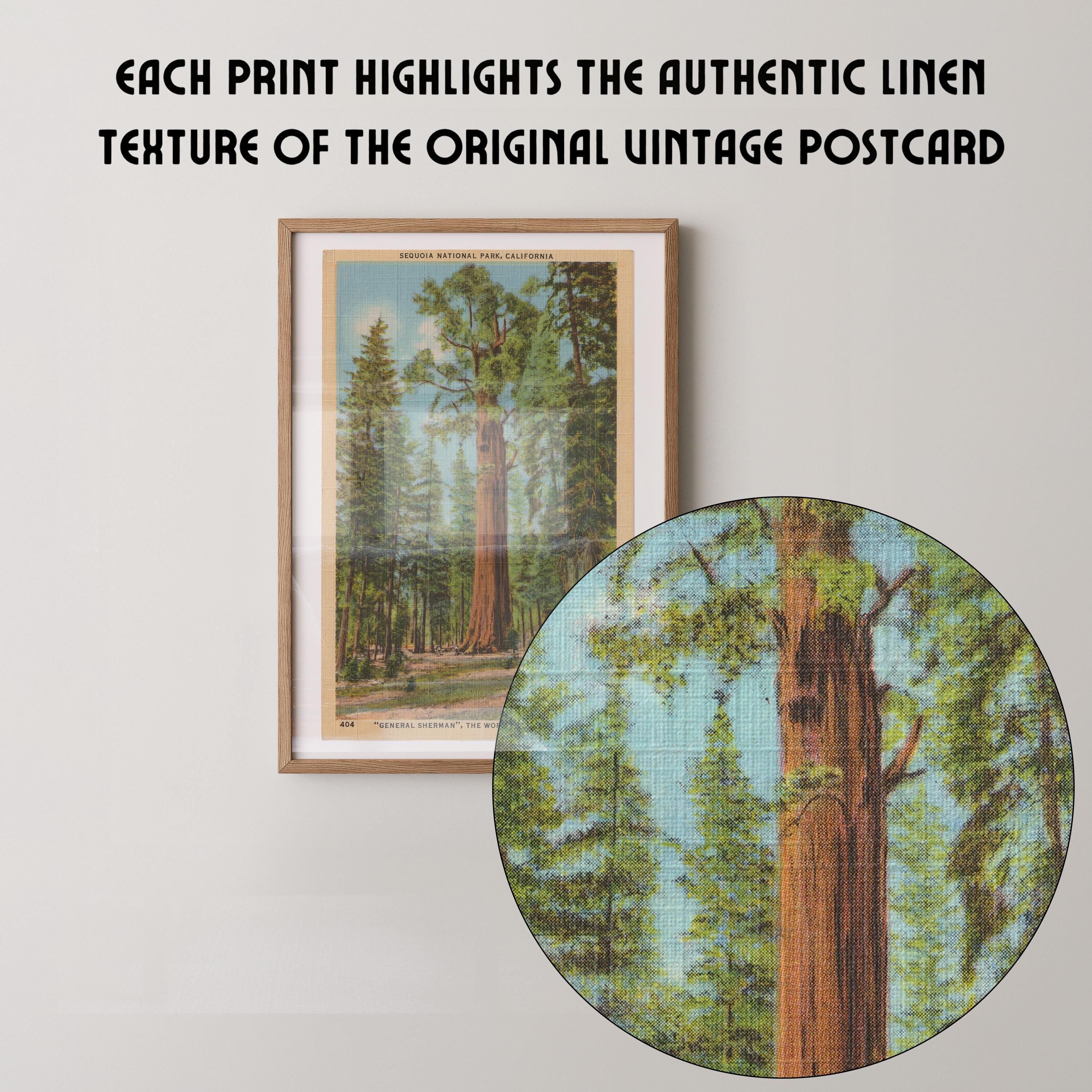Vintage landscape postcard print of the massive General Sherman giant sequoia tree towering over the forest floor. Printed as a giclée fine art print on archival matte paper.