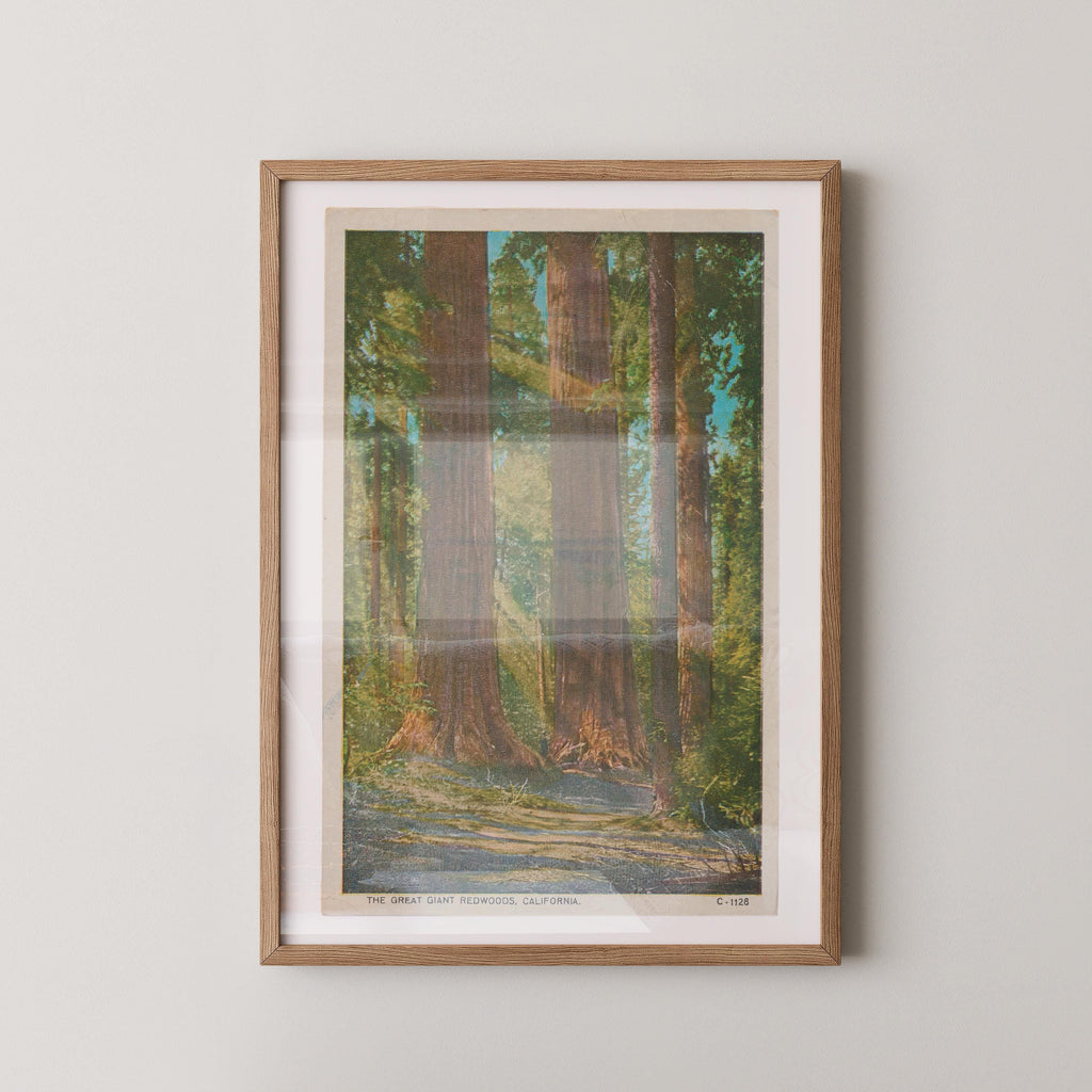 Vintage landscape postcard print of towering redwood trees in a sunlit grove, Yosemite National Park. Printed as a giclée fine art print on archival matte paper.