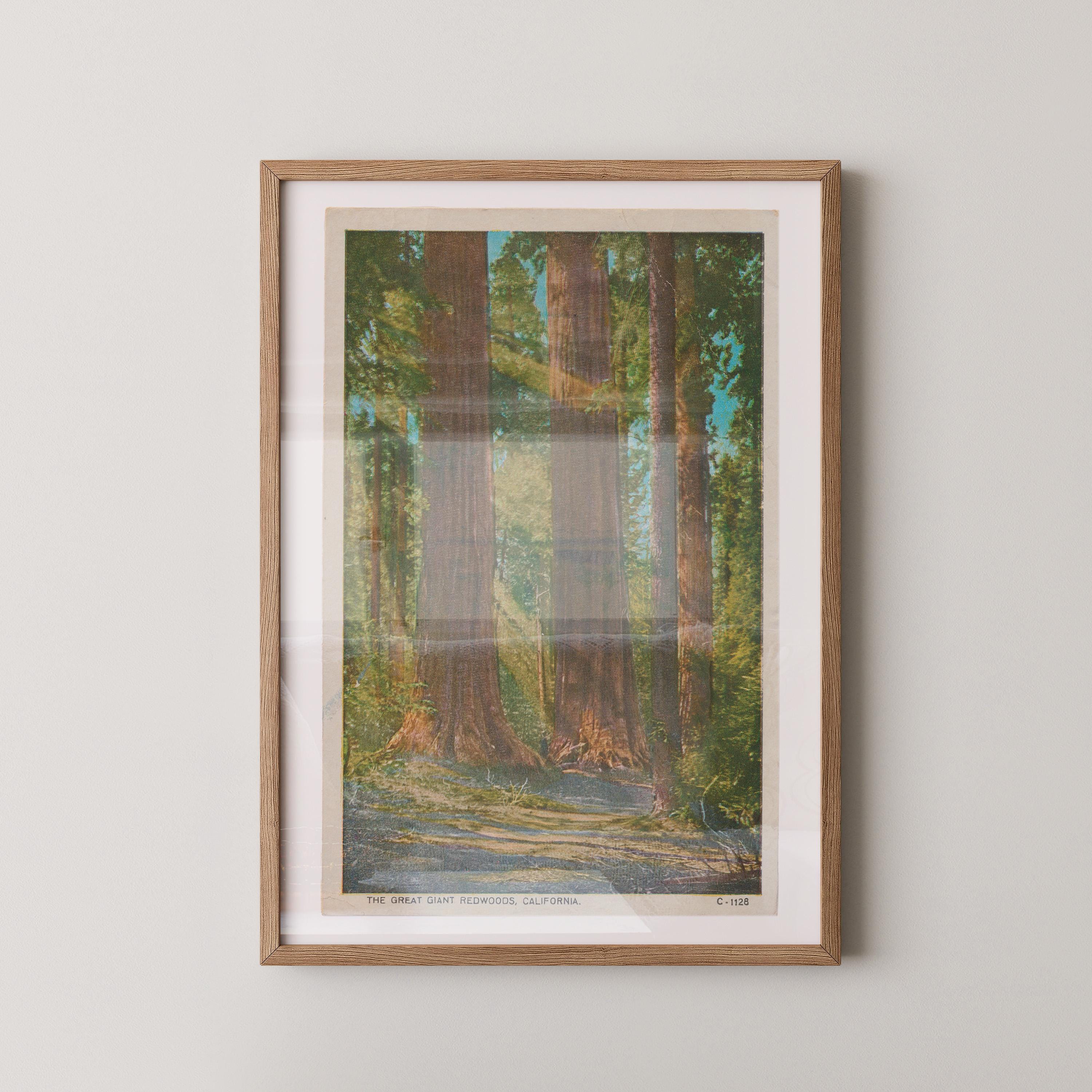 Vintage landscape postcard print of towering redwood trees in a sunlit grove, Yosemite National Park. Printed as a giclée fine art print on archival matte paper.