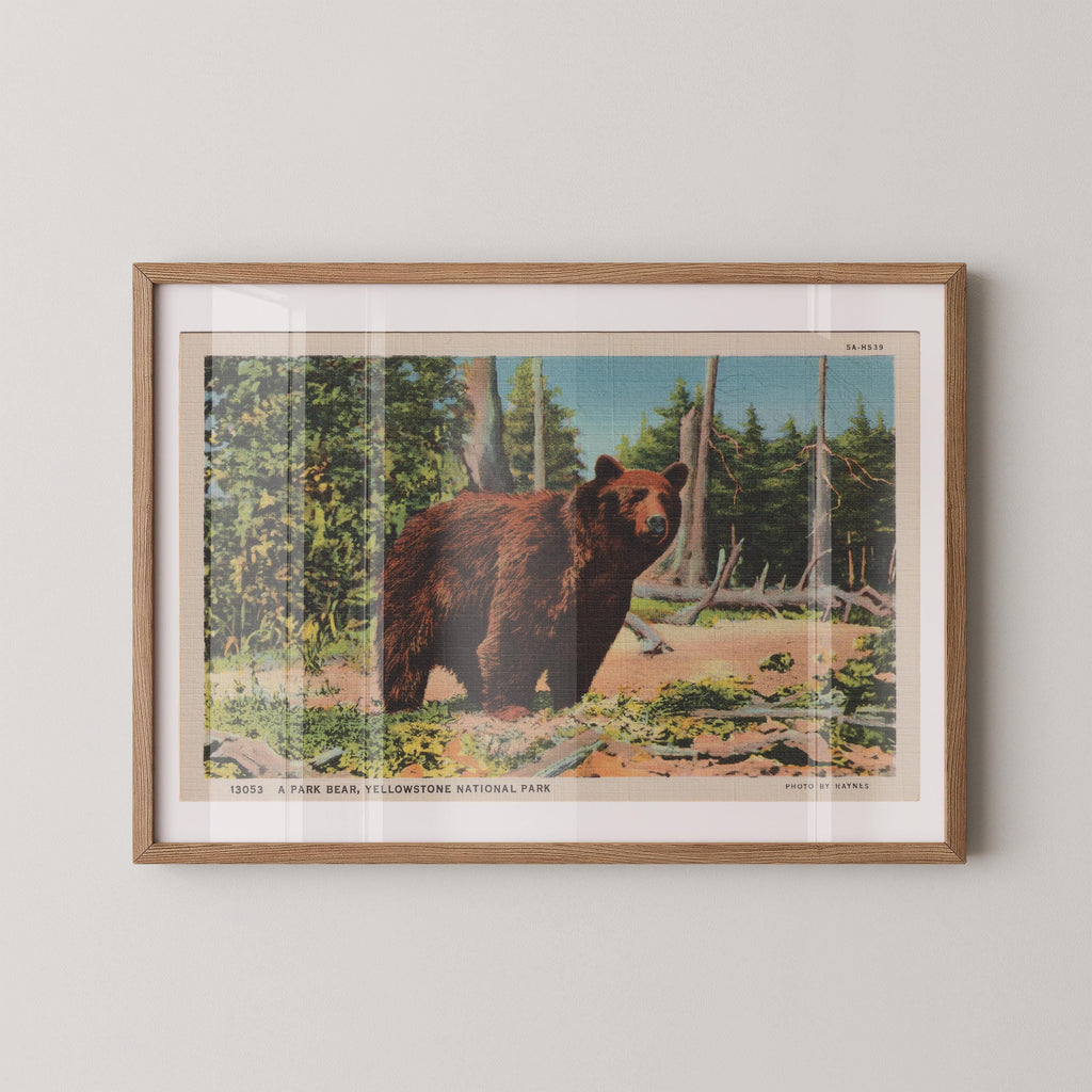 Vintage wildlife postcard print of a grizzly bear in a natural woodland setting. Printed as a giclée fine art print on archival matte paper.