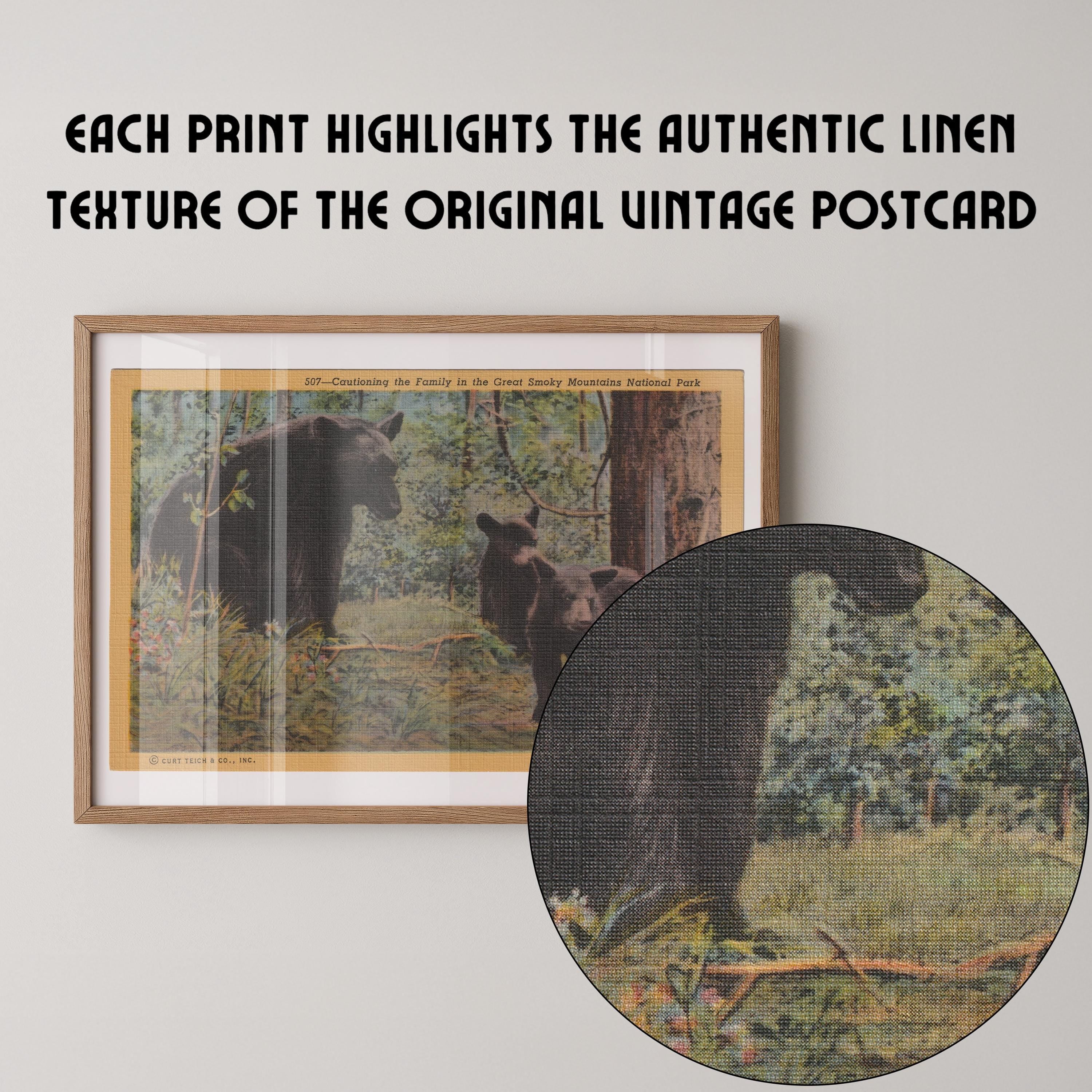 Vintage wildlife postcard print of black bears exploring a wooded forest setting. Printed as a giclée fine art print on archival matte paper.