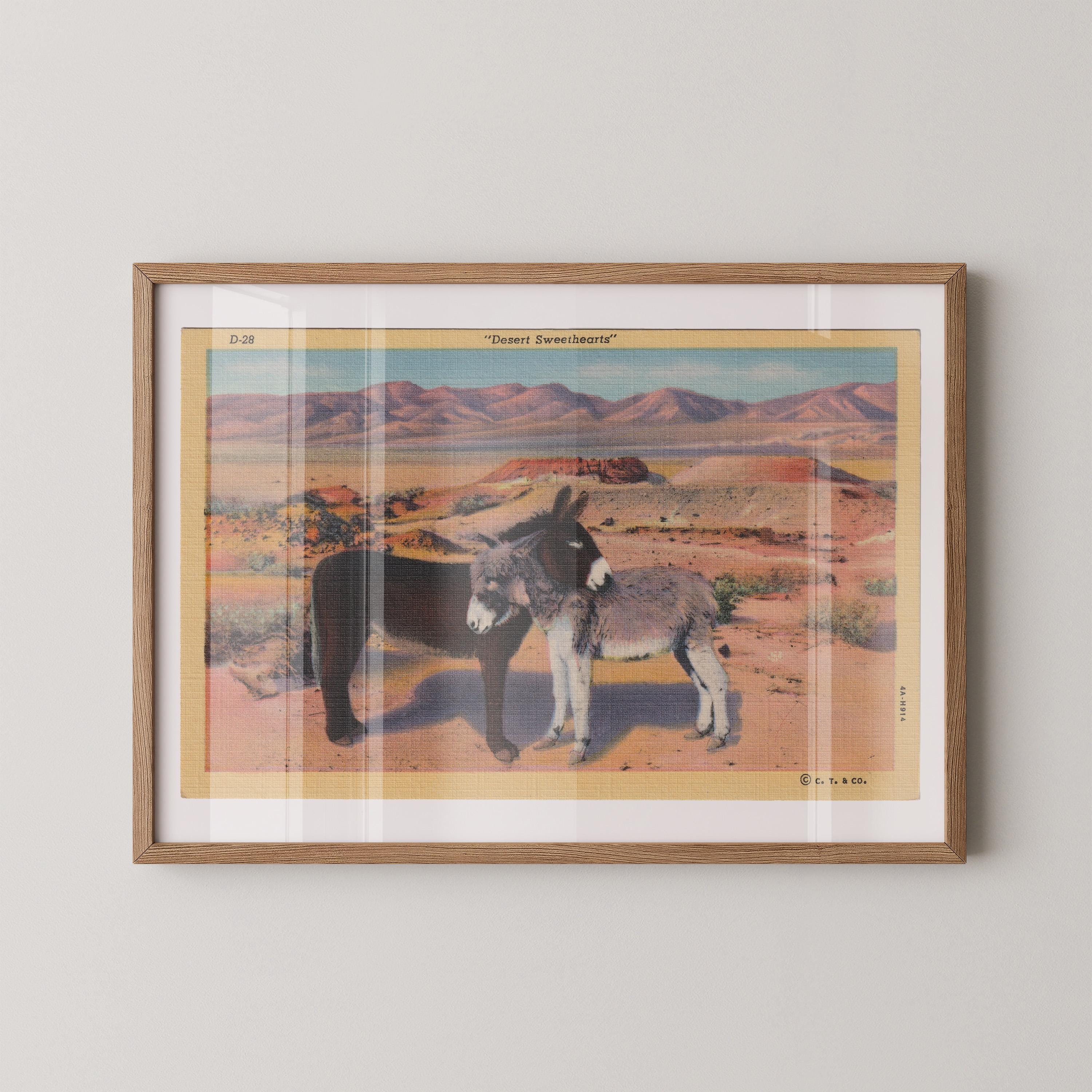 Vintage postcard print of wild donkeys standing in a sun-baked desert landscape dotted with cactus and scrubby brush. Printed as a giclée fine art print on archival matte paper.