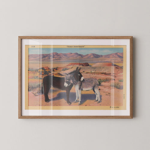Vintage postcard print of wild donkeys standing in a sun-baked desert landscape dotted with cactus and scrubby brush. Printed as a giclée fine art print on archival matte paper.
