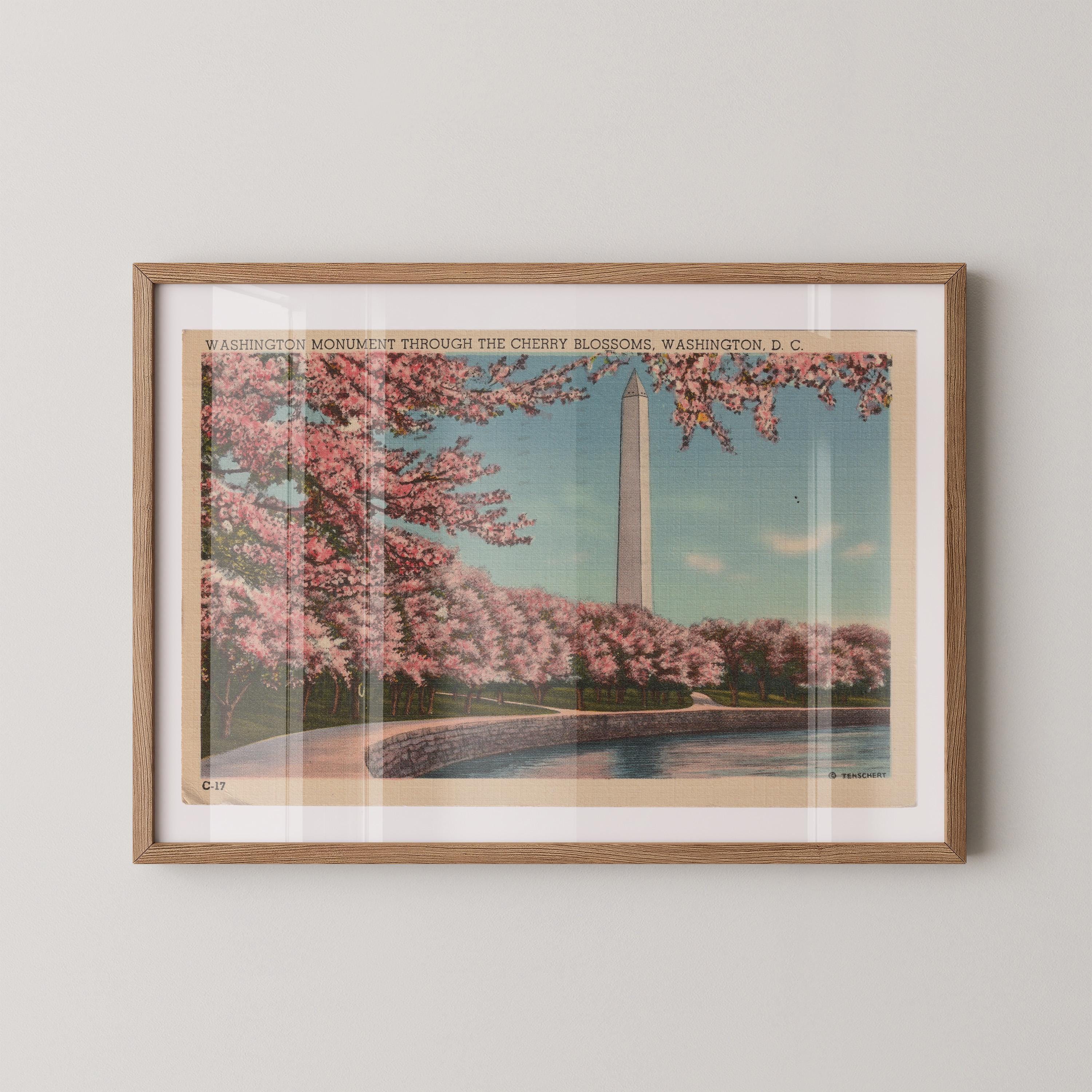 Vintage horizontal landscape postcard print of the Washington Monument framed by flowering pink cherry blossom branches in Washington, D.C. Printed as a giclée fine art print on archival matte paper.