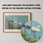 Vintage wildlife illustration postcard print of swans gliding across a calm lake. Printed as a giclée fine art print on archival matte paper.