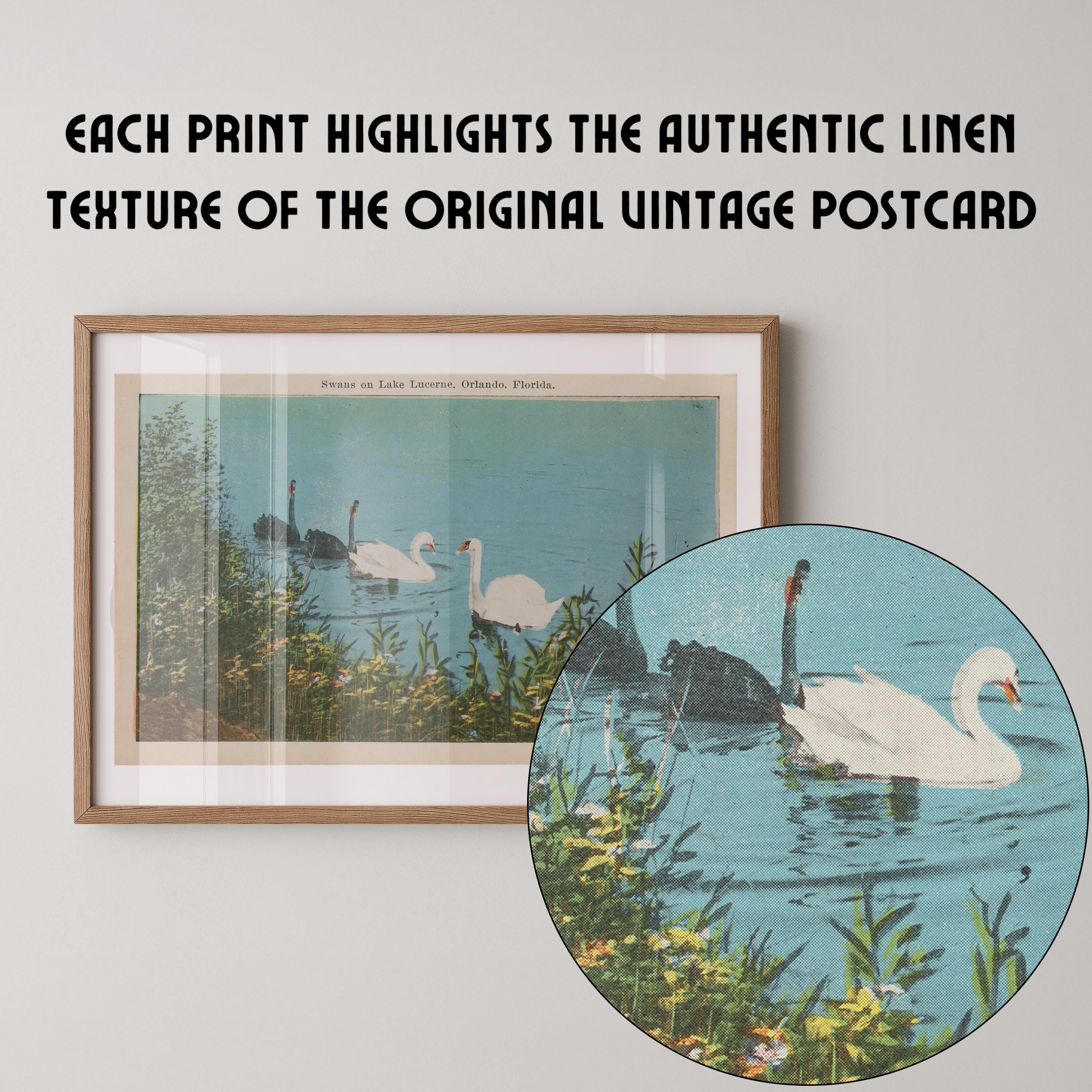 Vintage wildlife illustration postcard print of swans gliding across a calm lake. Printed as a giclée fine art print on archival matte paper.
