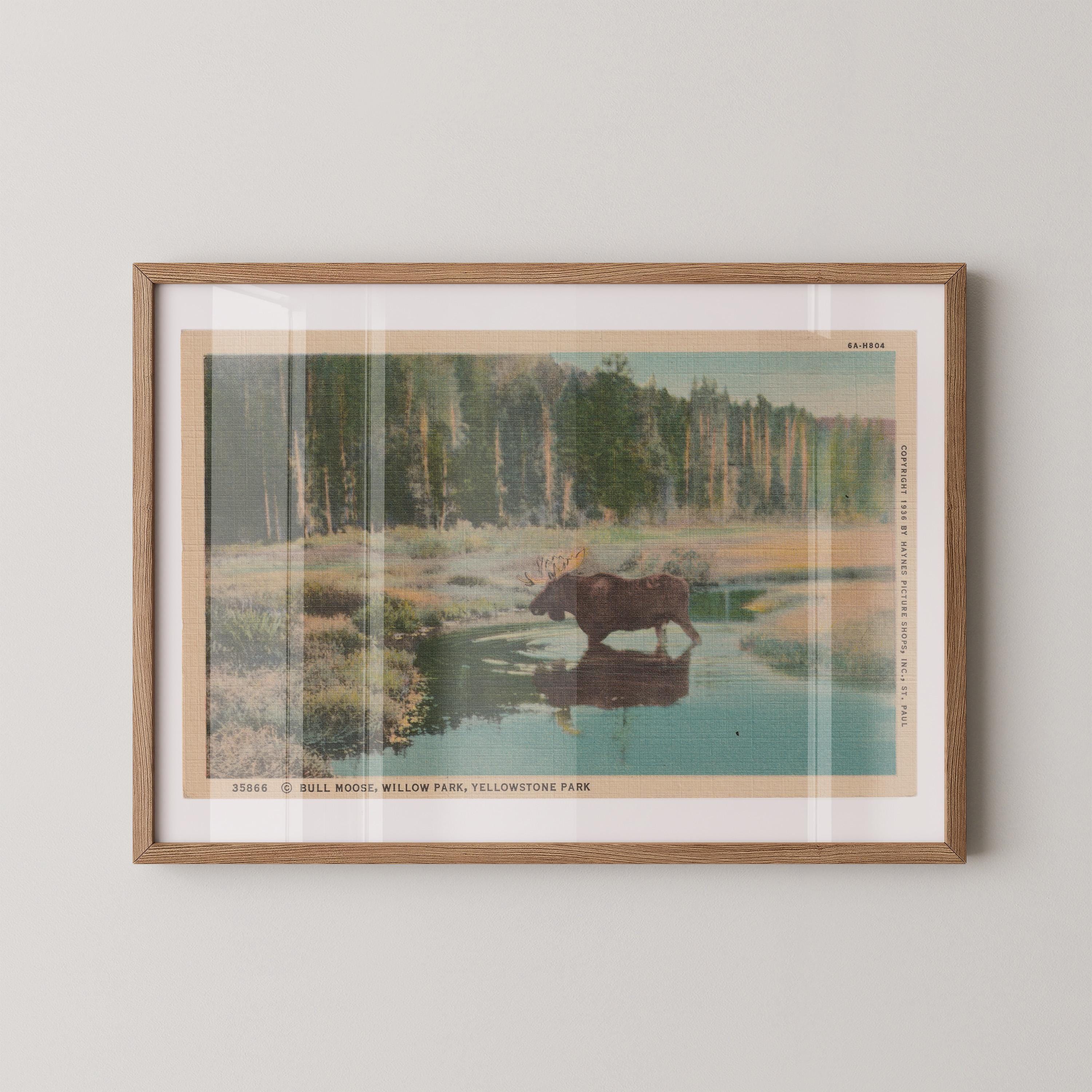 Vintage wildlife landscape postcard print of a moose standing in a marshy meadow, Yellowstone National Park. Printed as a giclée fine art print on archival matte paper.
