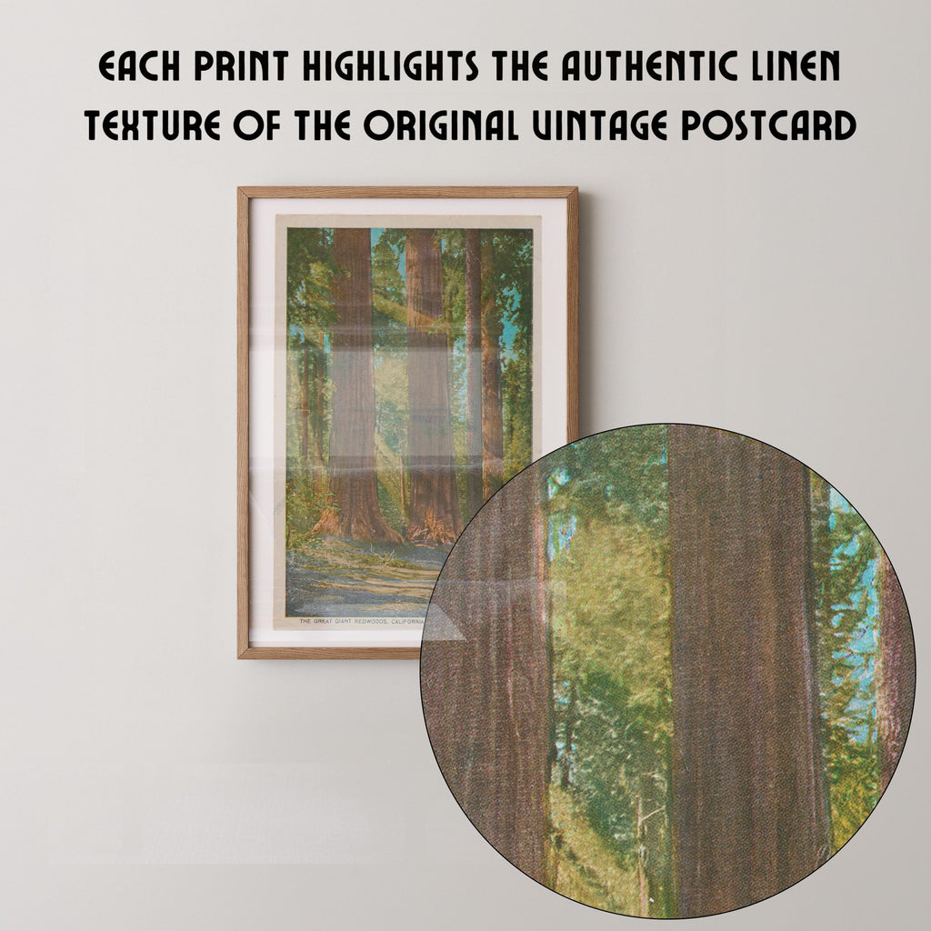 Vintage landscape postcard print of towering redwood trees in a sunlit grove, Yosemite National Park. Printed as a giclée fine art print on archival matte paper.