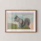 Vintage wildlife illustration postcard print of a squirrel perched among tree branches. Printed as a giclée fine art print on archival matte paper.