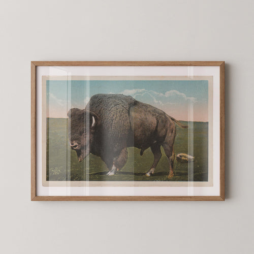 Vintage wildlife postcard print of a buffalo grazing on the open grasslands of the Great Plains. Printed as a giclée fine art print on archival matte paper.