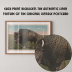 Vintage wildlife postcard print of a buffalo grazing on the open grasslands of the Great Plains. Printed as a giclée fine art print on archival matte paper.