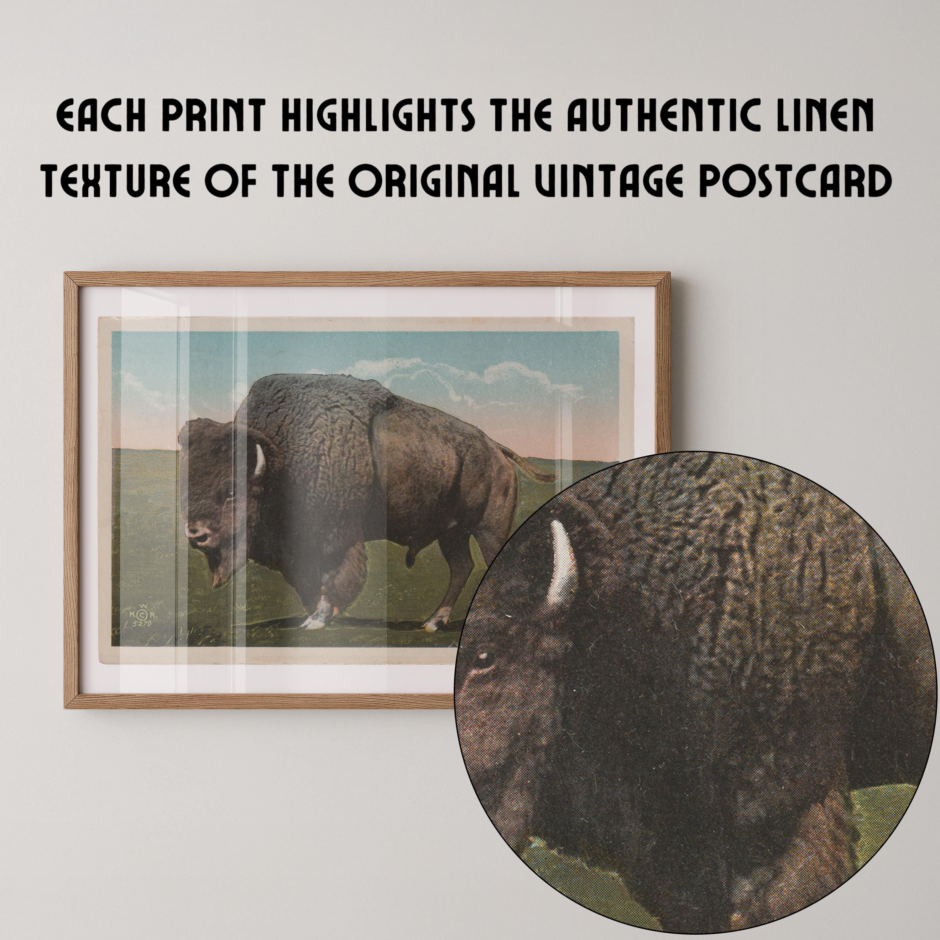 Vintage wildlife postcard print of a buffalo grazing on the open grasslands of the Great Plains. Printed as a giclée fine art print on archival matte paper.