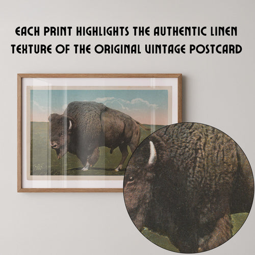 Vintage wildlife postcard print of a buffalo grazing on the open grasslands of the Great Plains. Printed as a giclée fine art print on archival matte paper.