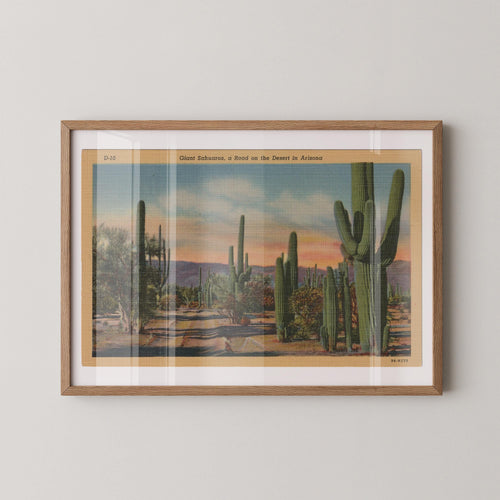 Vintage landscape postcard print of tall saguaro cacti standing against a desert Southwest backdrop. Printed as a giclée fine art print on archival matte paper.
