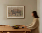 Vintage wildlife postcard print of a buffalo grazing against the open landscape of Yellowstone National Park. Printed as a giclée fine art print on archival matte paper.