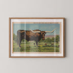 Vintage wildlife postcard print of a longhorn cow standing in an open Western pasture. Printed as a giclée fine art print on archival matte paper.