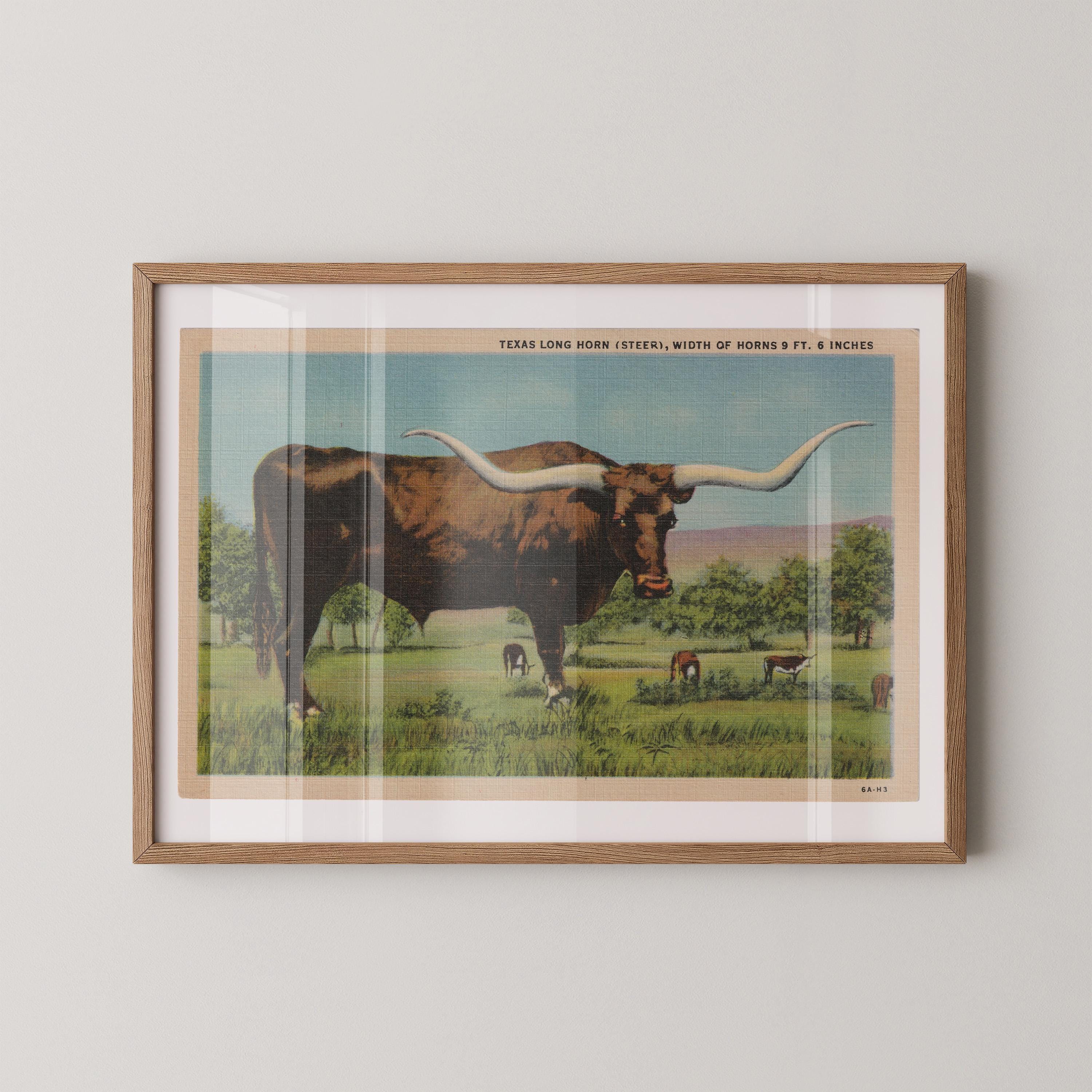 Vintage wildlife postcard print of a longhorn cow standing in an open Western pasture. Printed as a giclée fine art print on archival matte paper.