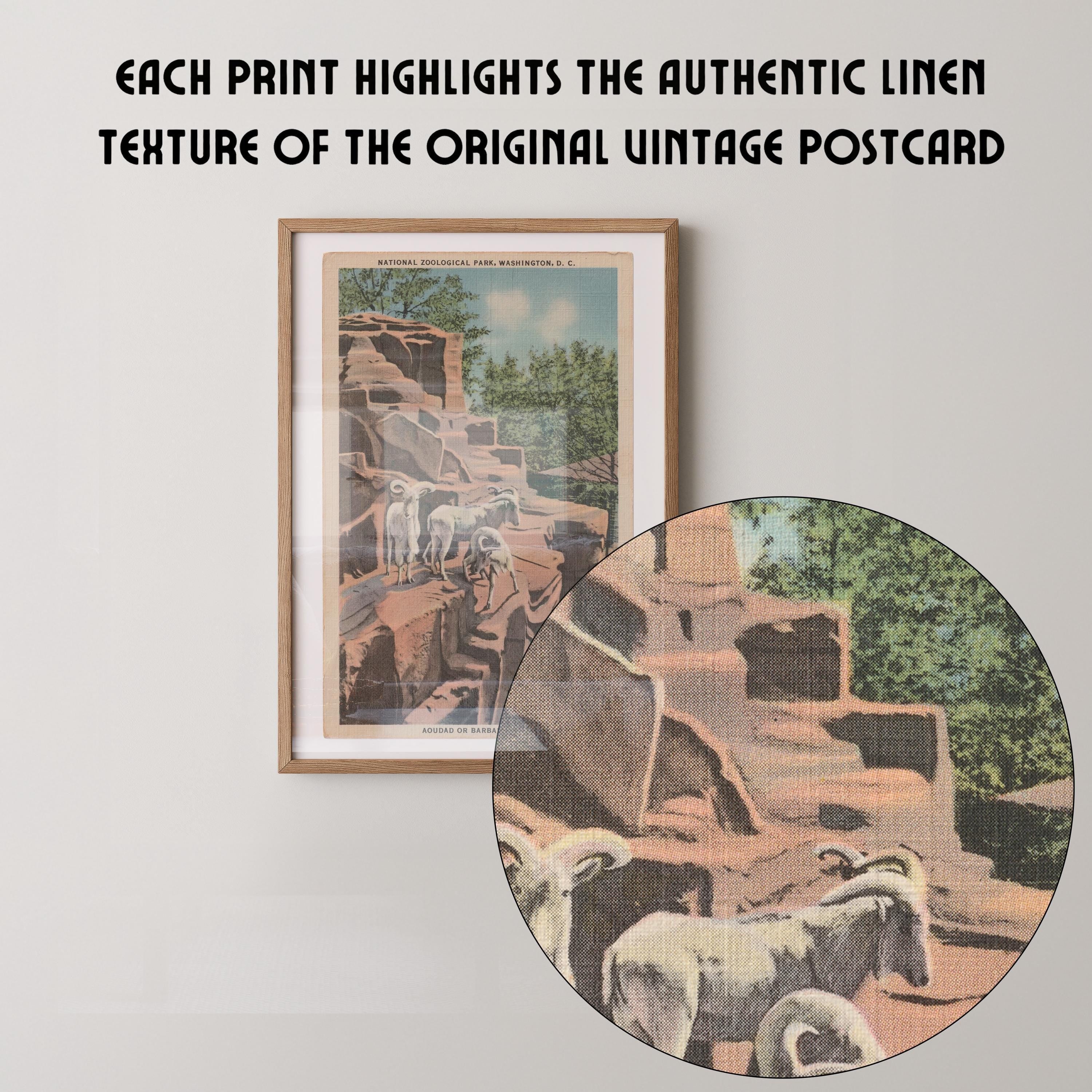 Vintage wildlife postcard print of a bighorn sheep perched on a rocky mountain outcrop. Printed as a giclée fine art print on archival matte paper.