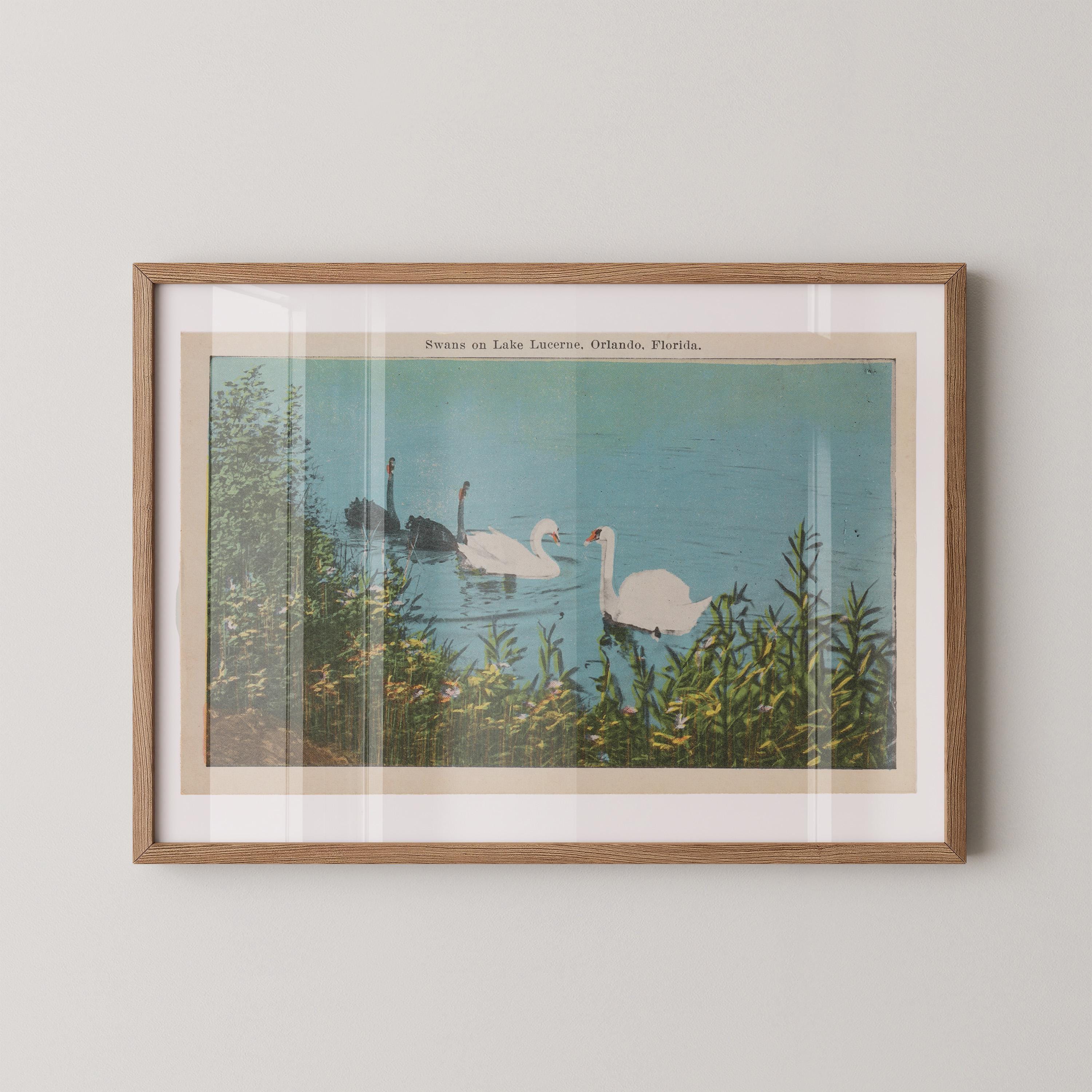 Vintage wildlife illustration postcard print of swans gliding across a calm lake. Printed as a giclée fine art print on archival matte paper.