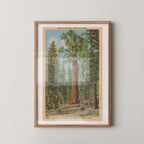 Vintage landscape postcard print of the massive General Sherman giant sequoia tree towering over the forest floor. Printed as a giclée fine art print on archival matte paper.
