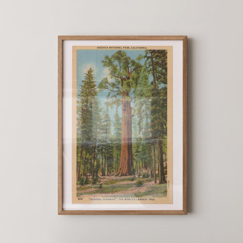 Vintage landscape postcard print of the massive General Sherman giant sequoia tree towering over the forest floor. Printed as a giclée fine art print on archival matte paper.