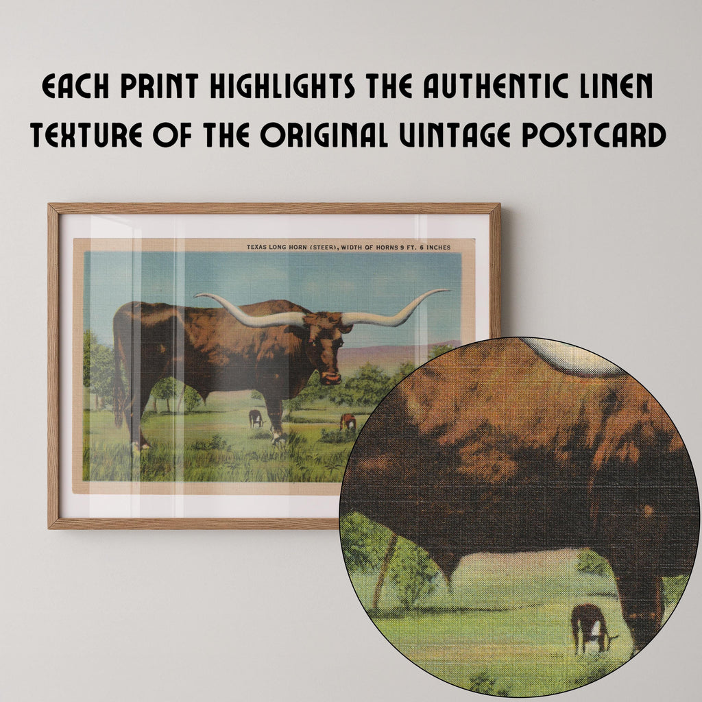 Vintage wildlife postcard print of a longhorn cow standing in an open Western pasture. Printed as a giclée fine art print on archival matte paper.