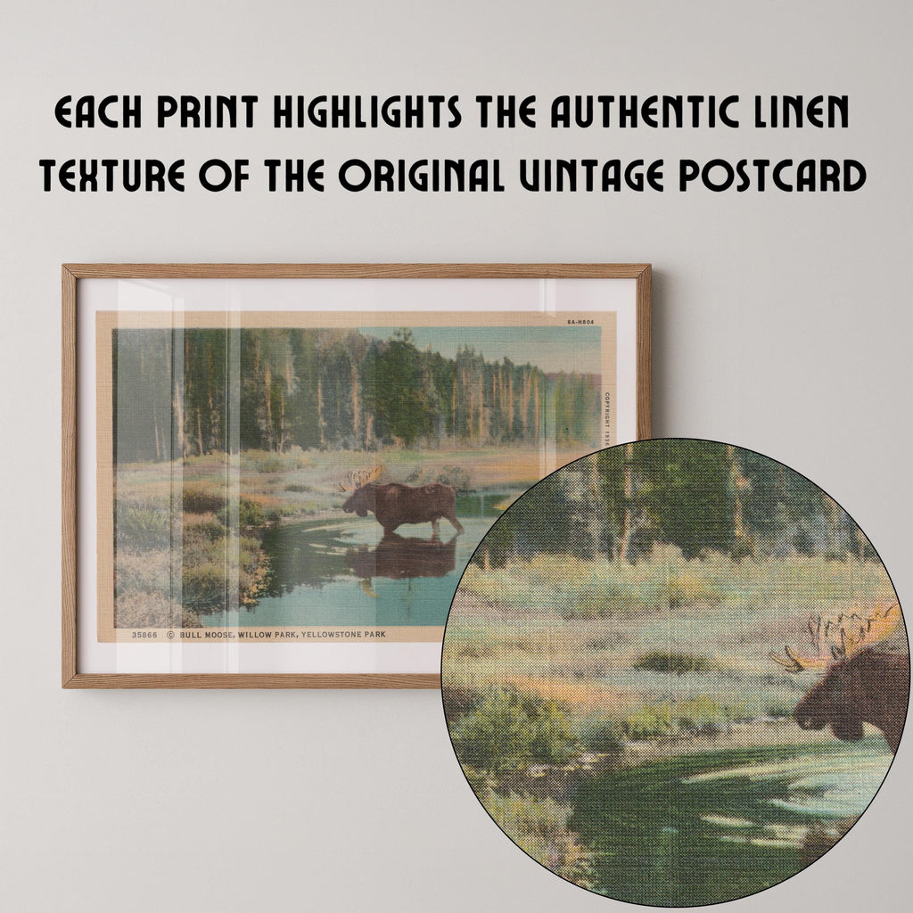 Vintage wildlife landscape postcard print of a moose standing in a marshy meadow, Yellowstone National Park. Printed as a giclée fine art print on archival matte paper.