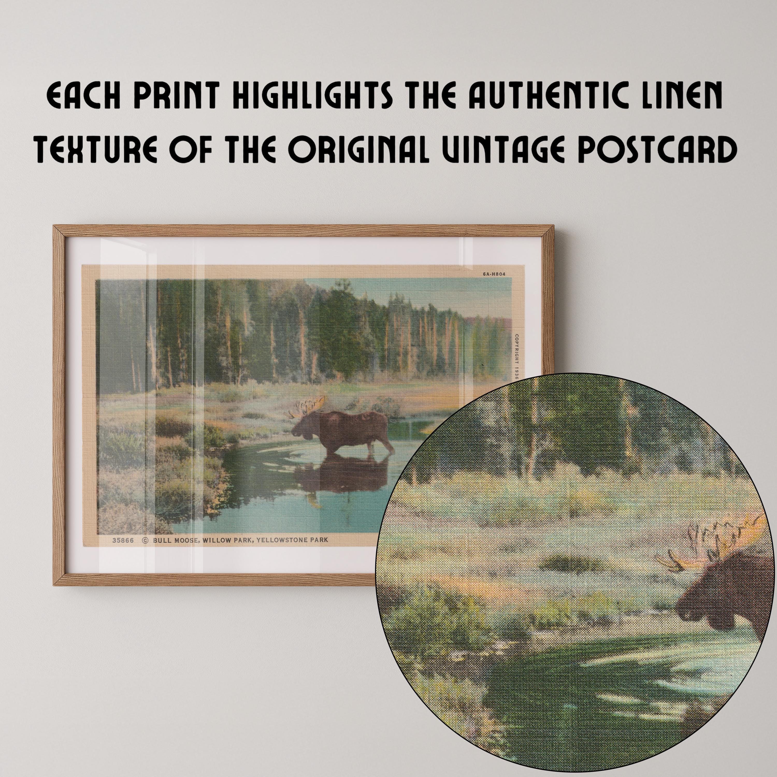 Vintage wildlife landscape postcard print of a moose standing in a marshy meadow, Yellowstone National Park. Printed as a giclée fine art print on archival matte paper.