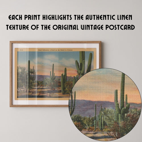 Vintage landscape postcard print of tall saguaro cacti standing against a desert Southwest backdrop. Printed as a giclée fine art print on archival matte paper.
