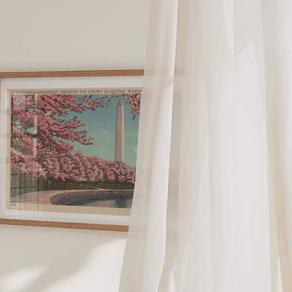 Washington Monument in Cherry Blossoms   Horizontal Landscape