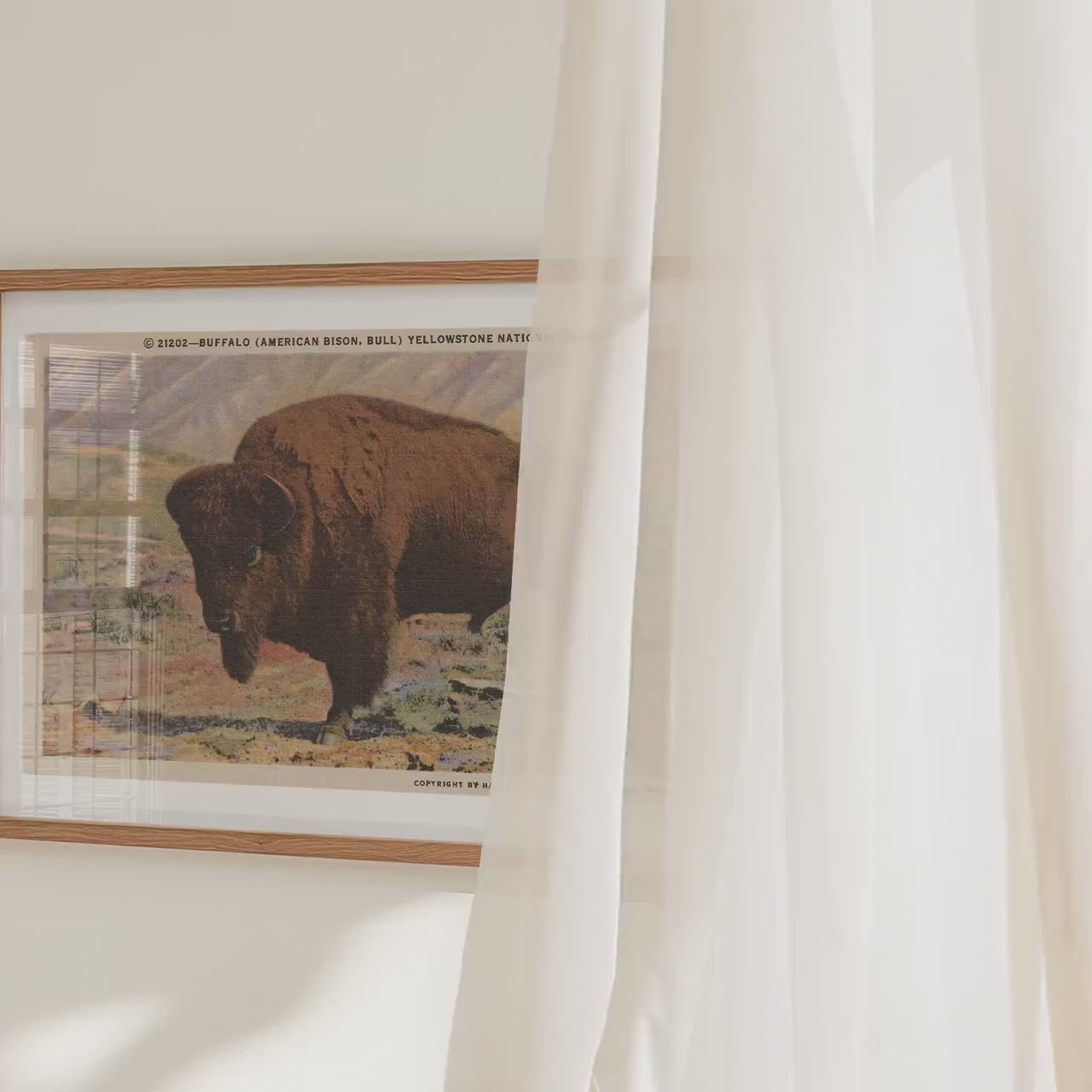 Yellowstone National Park Buffalo Poster   Postcard
