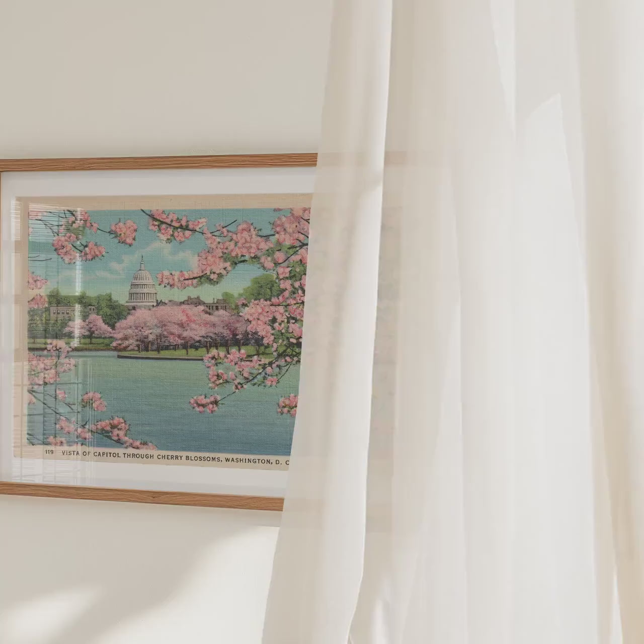 Washington Capitol Building in Cherry Blossoms   Landscape Postcard : Fine Art Paper Print Framed or Unframed