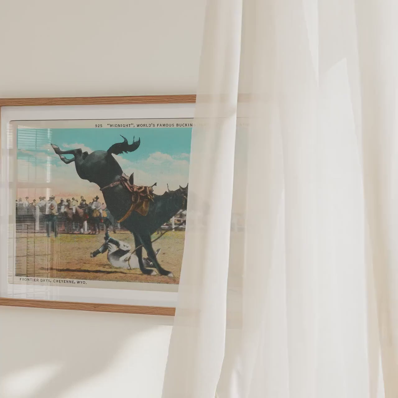 Bucking Bronco Poster   Postcard