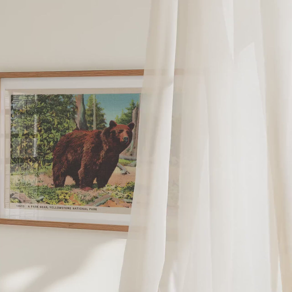 Grizzly Bear Poster   Postcard