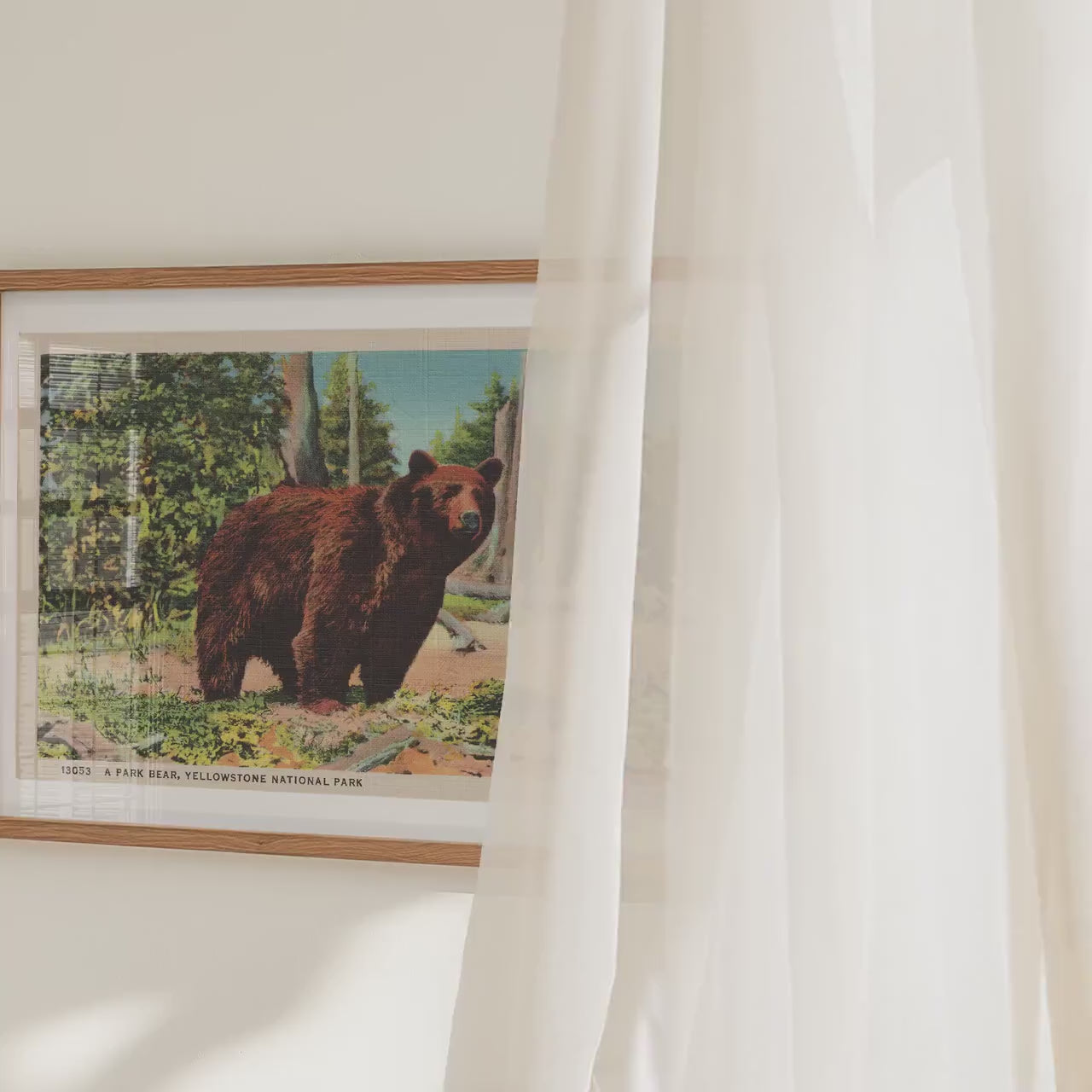 Grizzly Bear Poster   Postcard