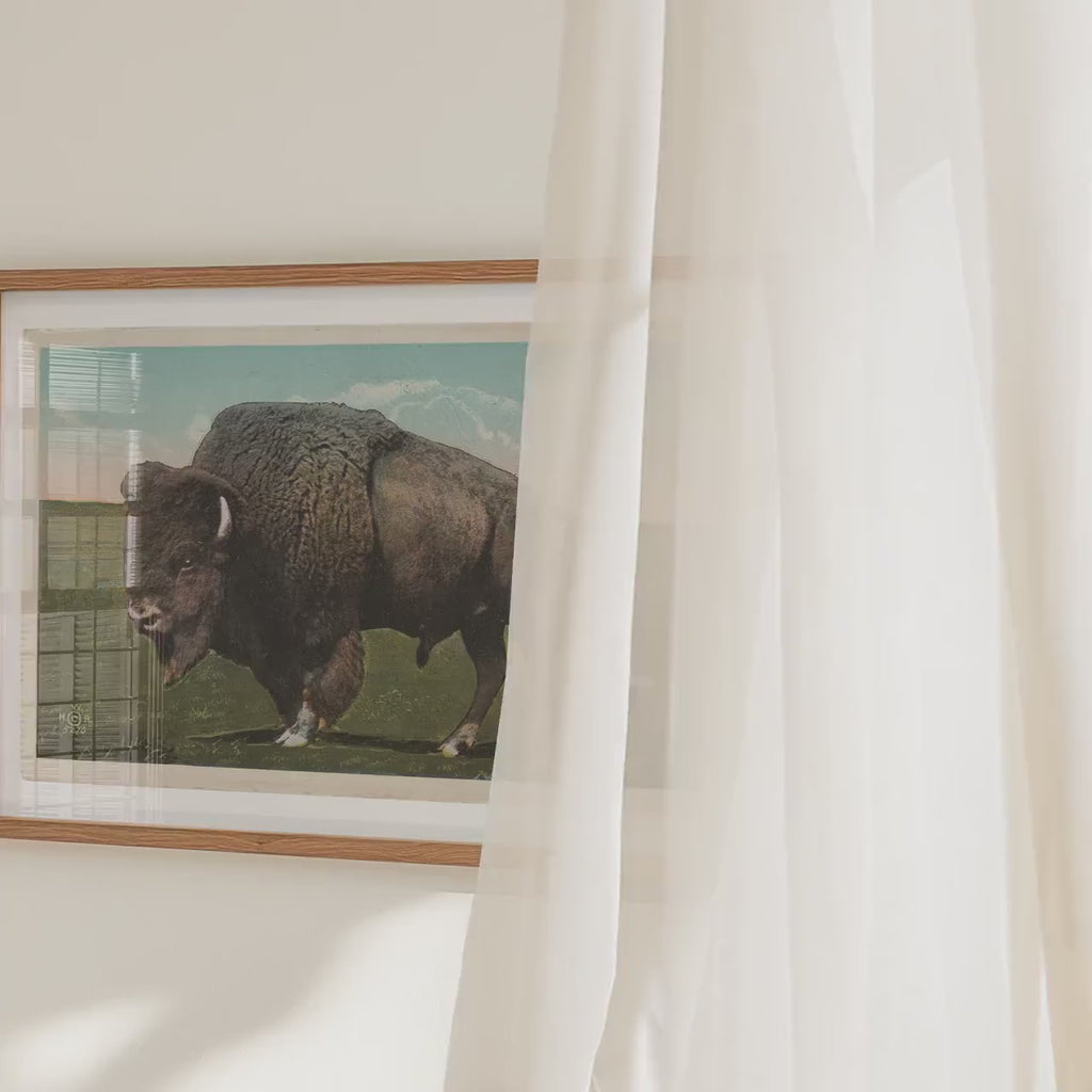 Great Plains Buffalo Poster   Postcard