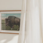Great Plains Buffalo
