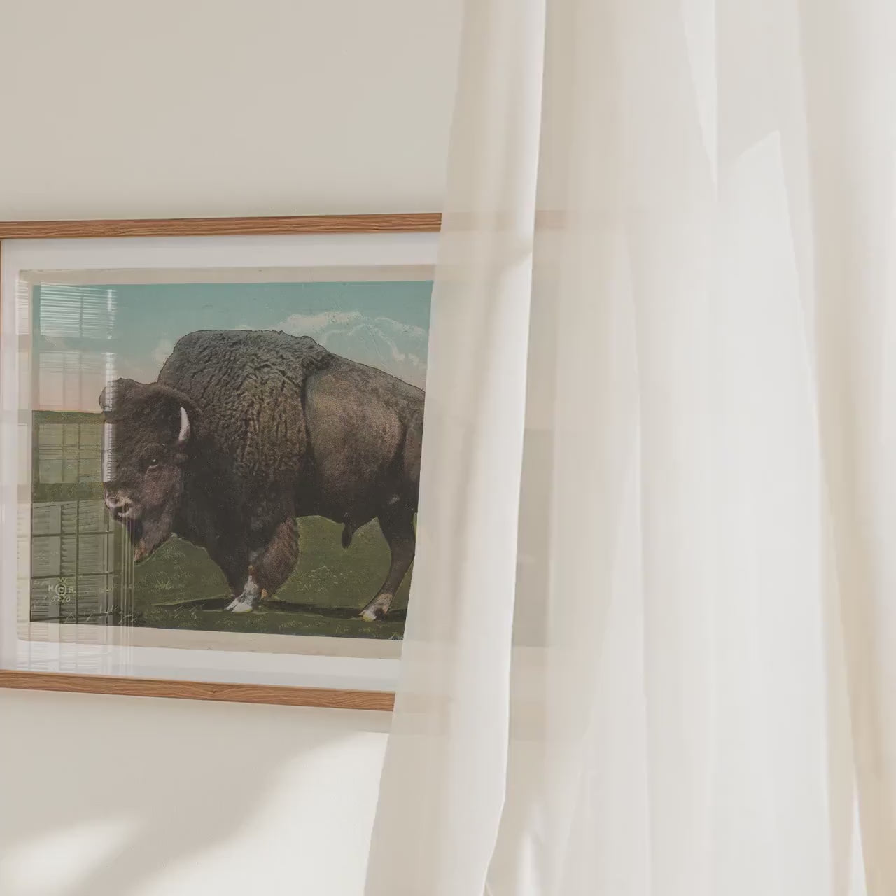 Great Plains Buffalo Poster   Postcard
