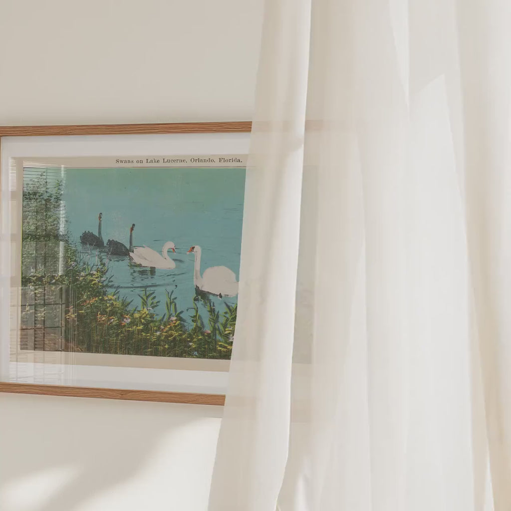 Swans on Lake Wildlife Illustration Poster   Postcard